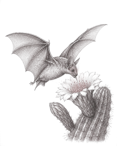 Planche naturaliste : une chauve-souris nectarivore au-dessus d'une fleur de cactus