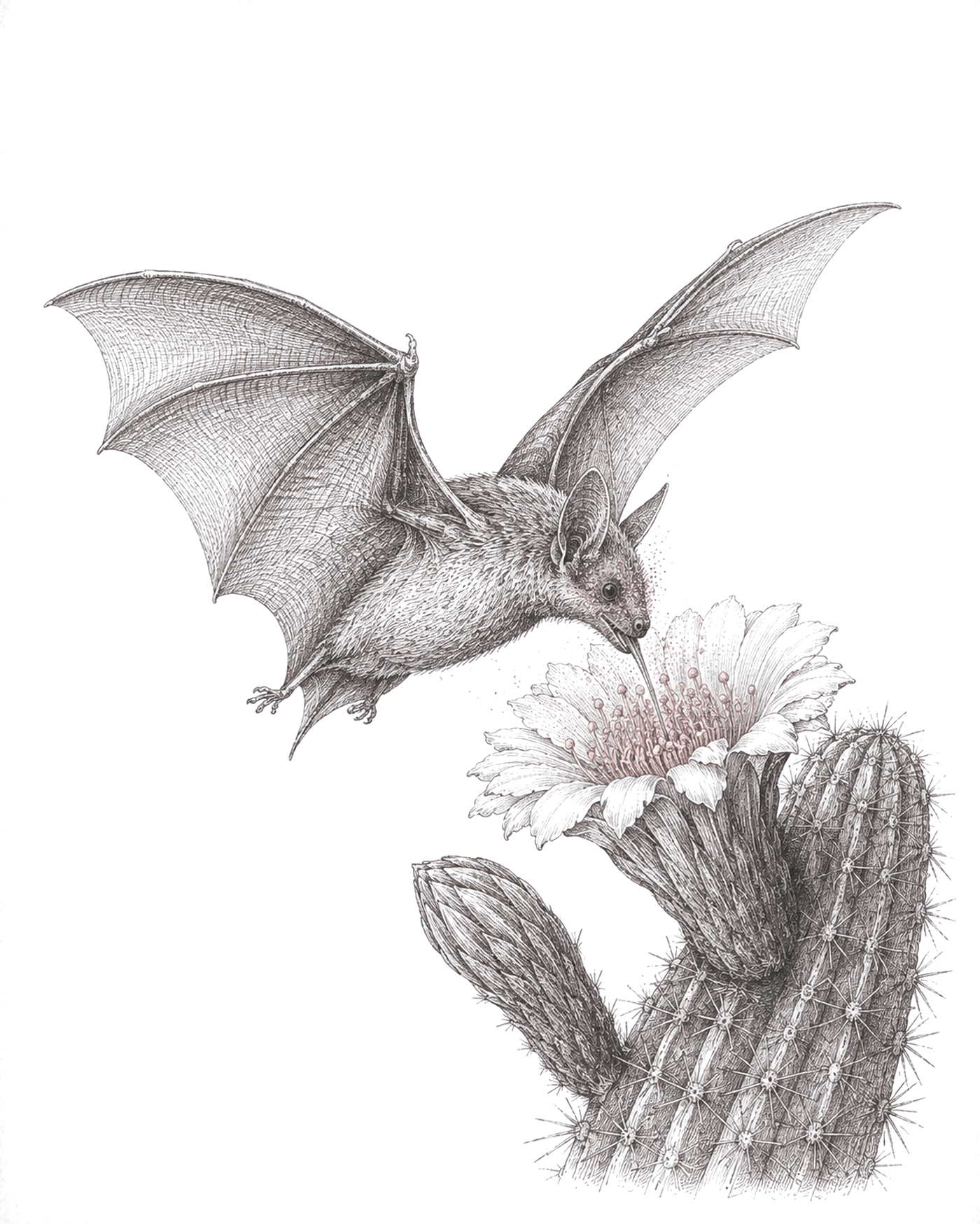 Planche naturaliste : une chauve-souris nectarivore en vol au-dessus d'une fleur de cactus ouverte