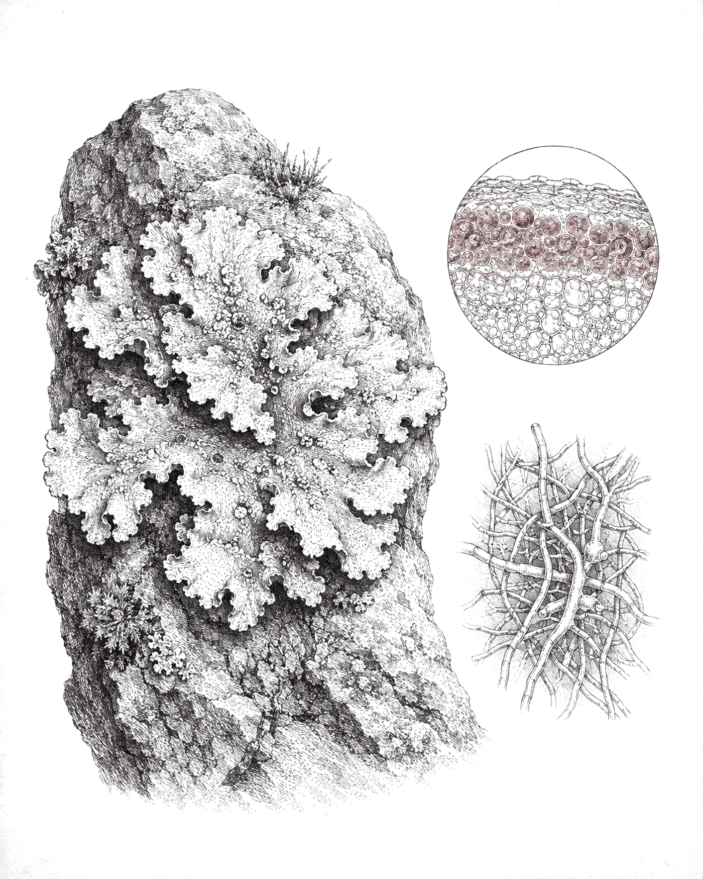 Planche naturaliste : lichen foliacé sur un rocher, avec deux études — cellules d'algue et filaments de champignon entrelacés